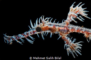 Ghost pipefish with snooted backlit. by Mehmet Salih Bilal 